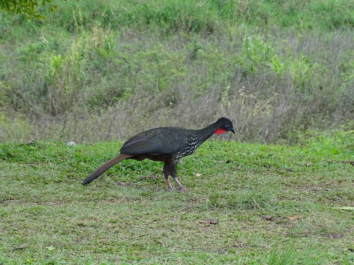 Crested Guan - ML614958298