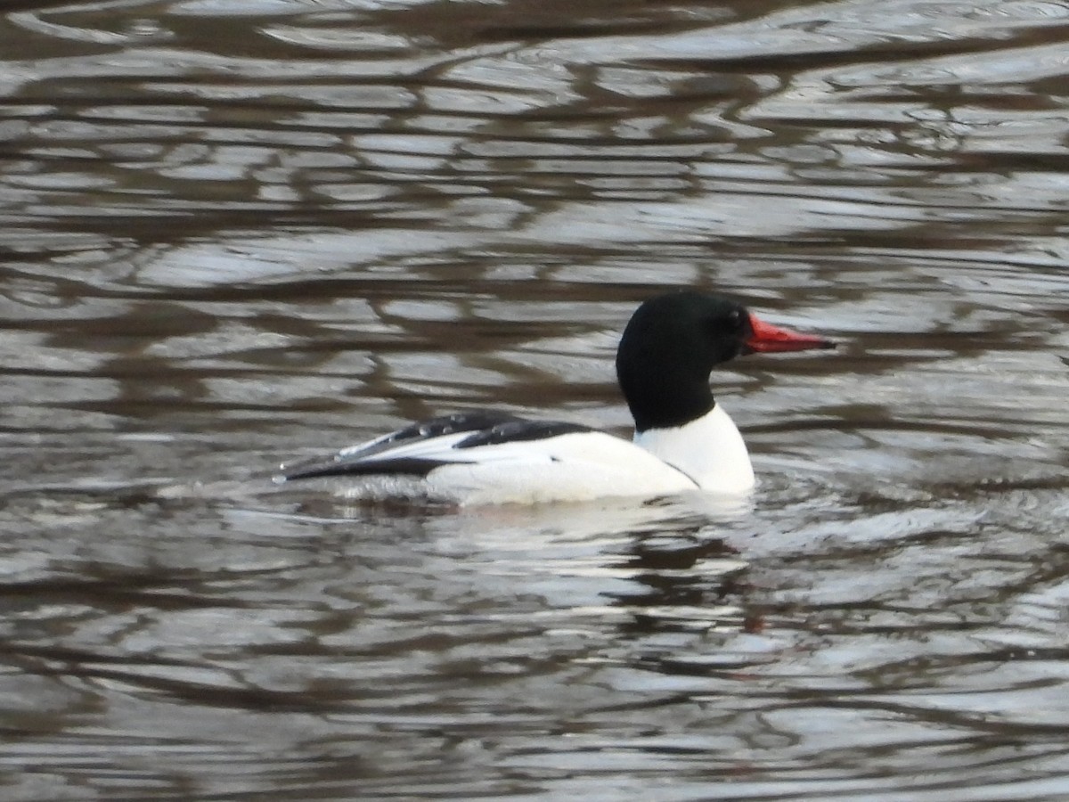 Common Merganser - Nicki Brockamp