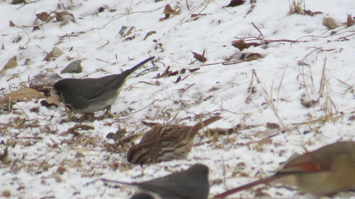 Song Sparrow - ML614958358