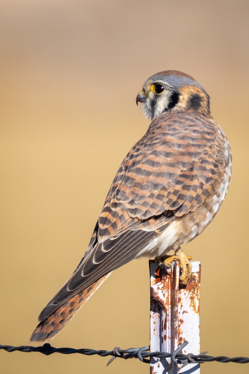American Kestrel - ML614958372