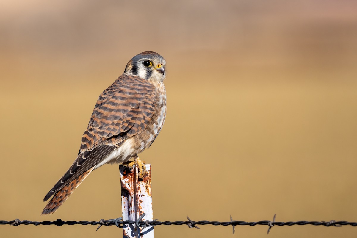 American Kestrel - ML614958373