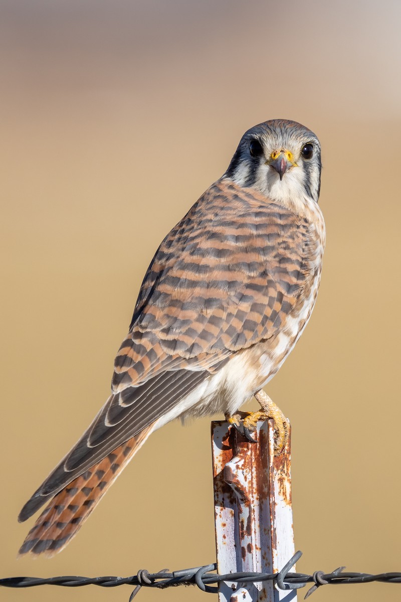 American Kestrel - ML614958374