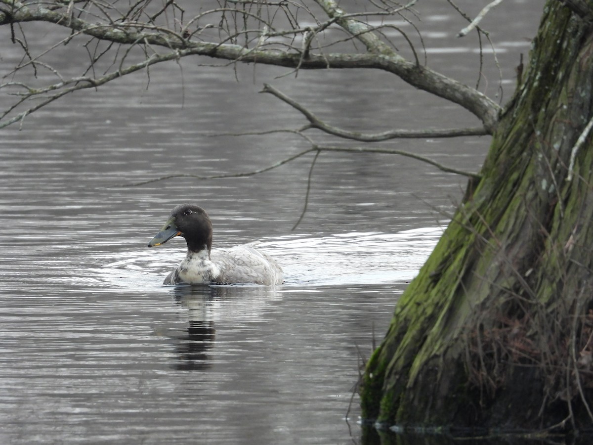 Mallard - Patty McQuillan