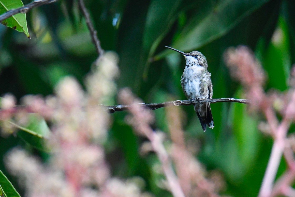 Colibri à gorge rubis - ML614958526