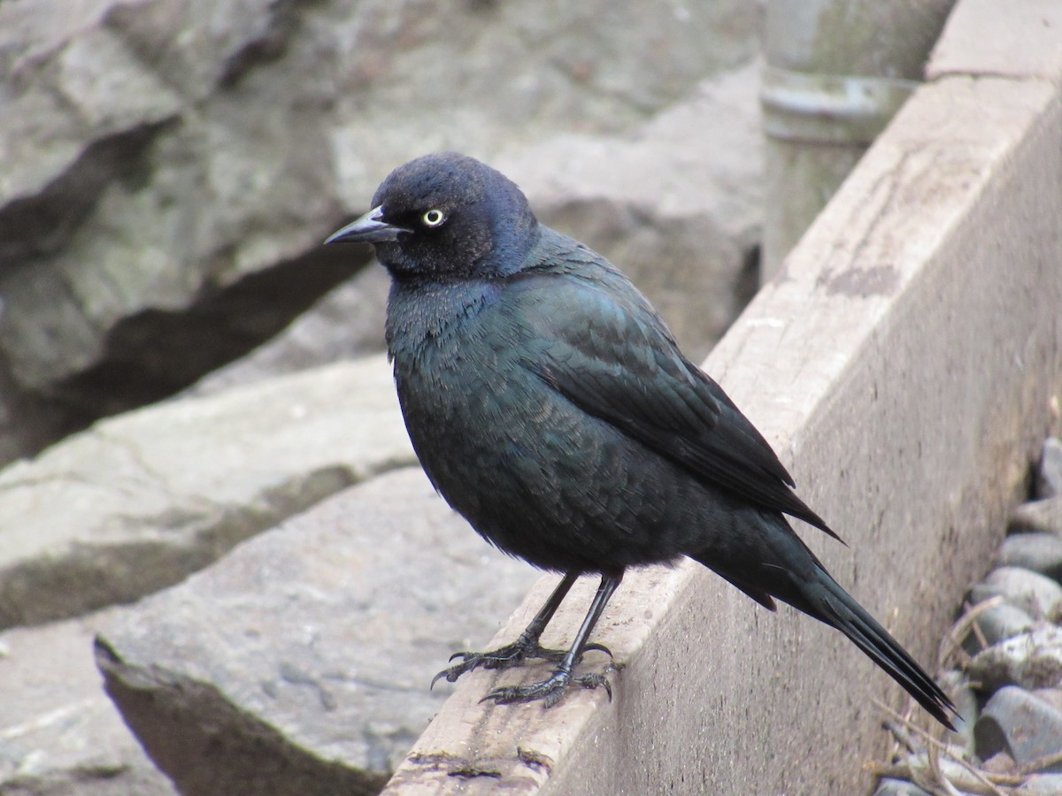 purpurhodetrupial - ML614958546