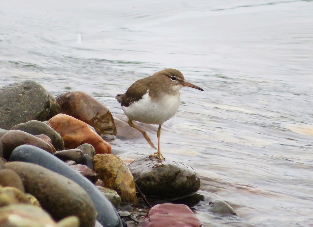 Spotted Sandpiper - ML614958630