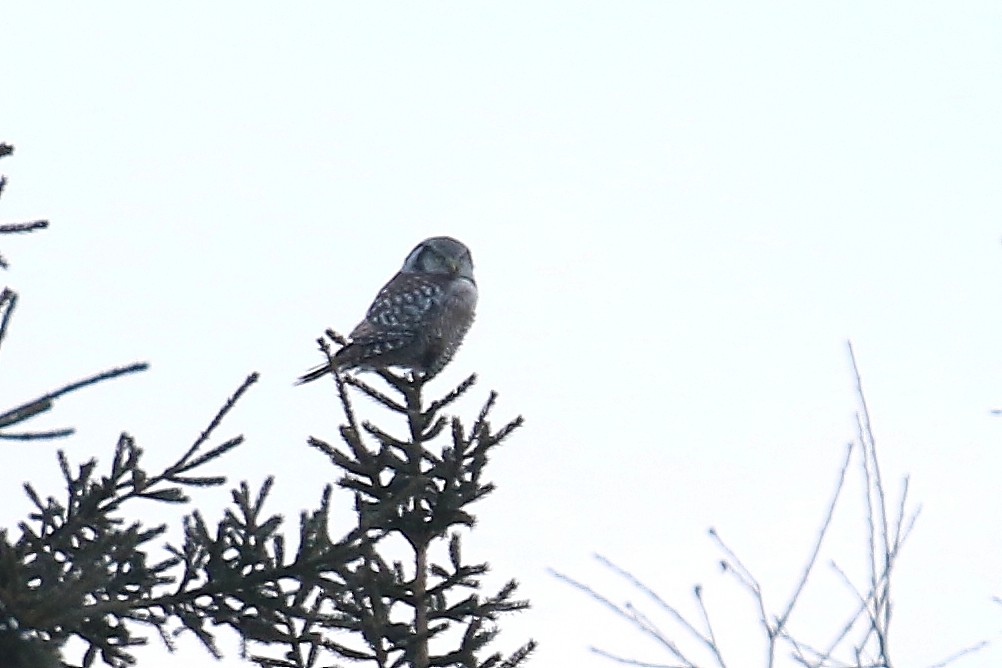 Northern Hawk Owl - David Forsyth