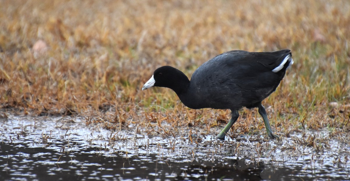 American Coot - ML614958755