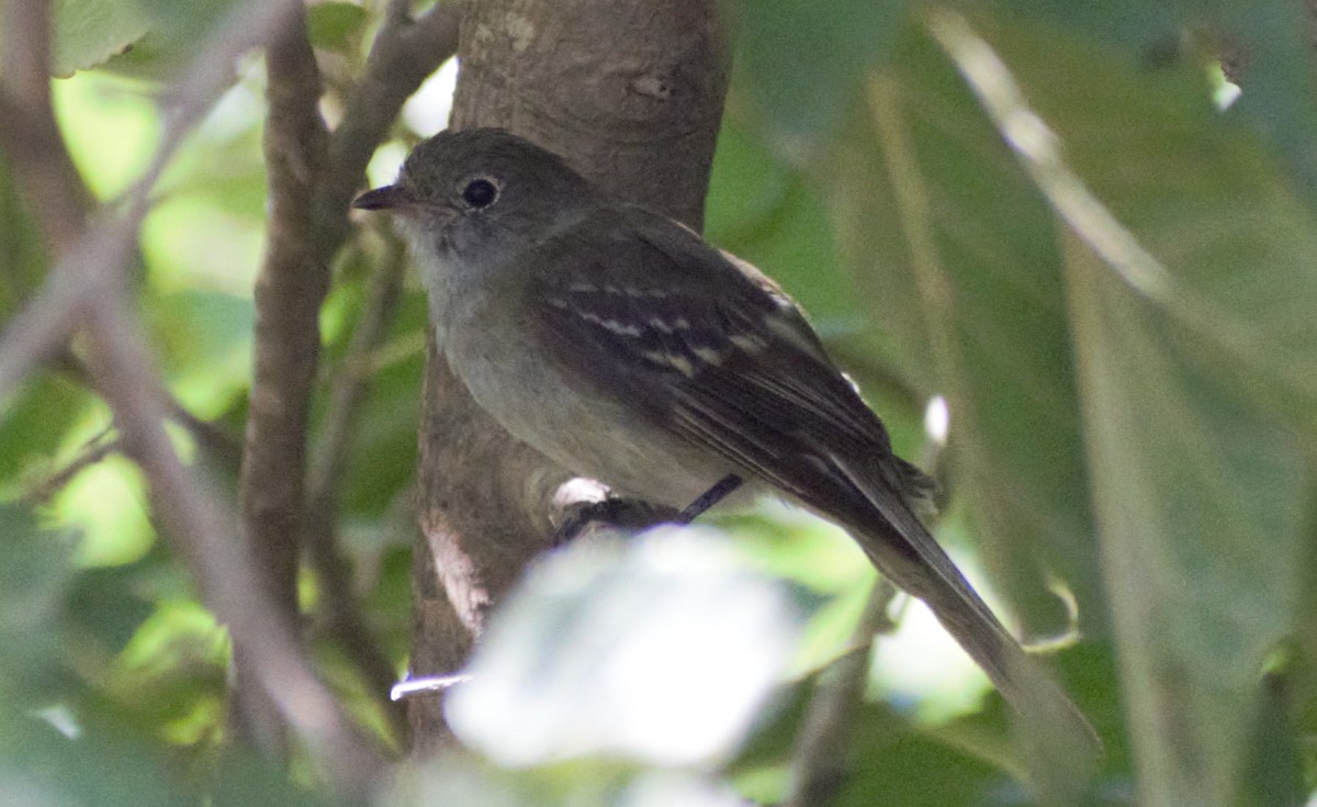 Small-billed Elaenia - ML614958816