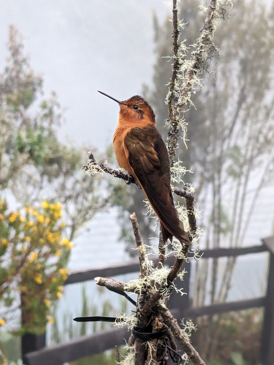 kolibřík duhovohřbetý - ML614958820