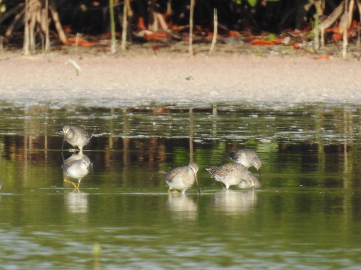 Stilt Sandpiper - ML614958929