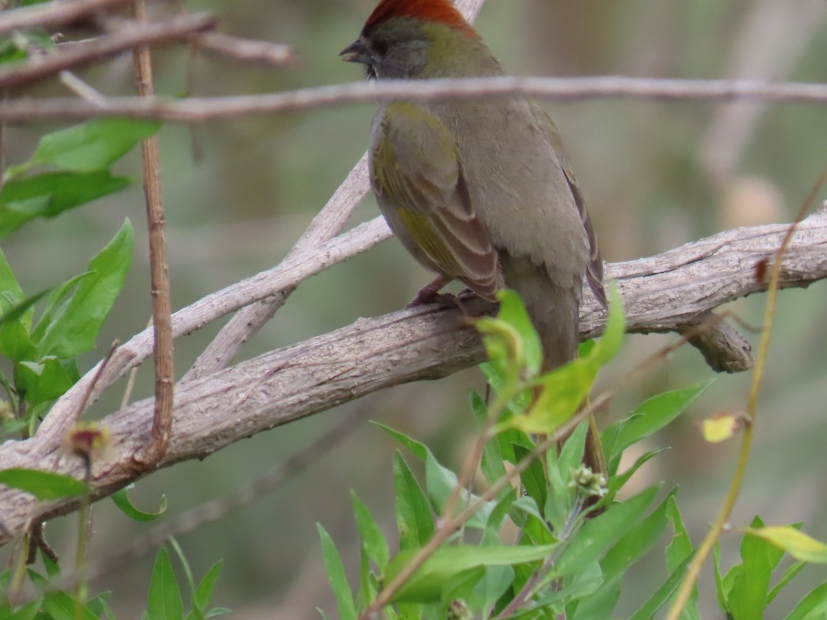 Green-tailed Towhee - ML614958945