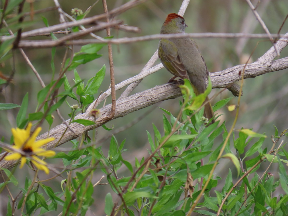 Green-tailed Towhee - Shirley Reynolds