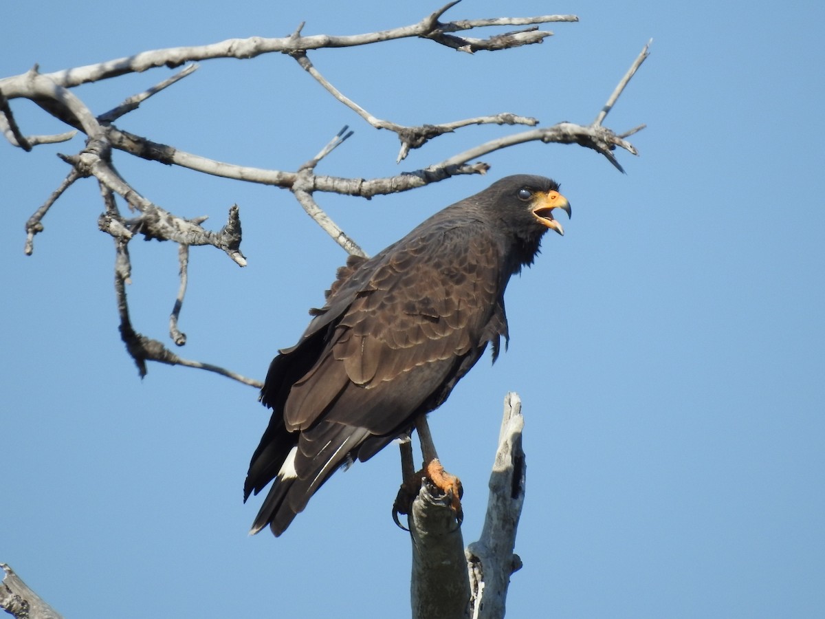 Cuban Black Hawk - ML614958967