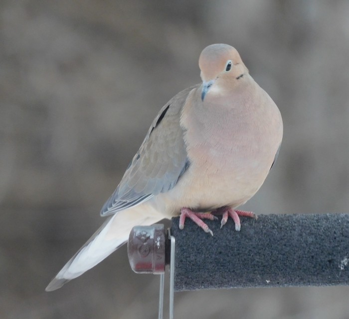 Mourning Dove - ML614958985