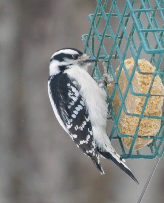 Downy Woodpecker - ML614959001