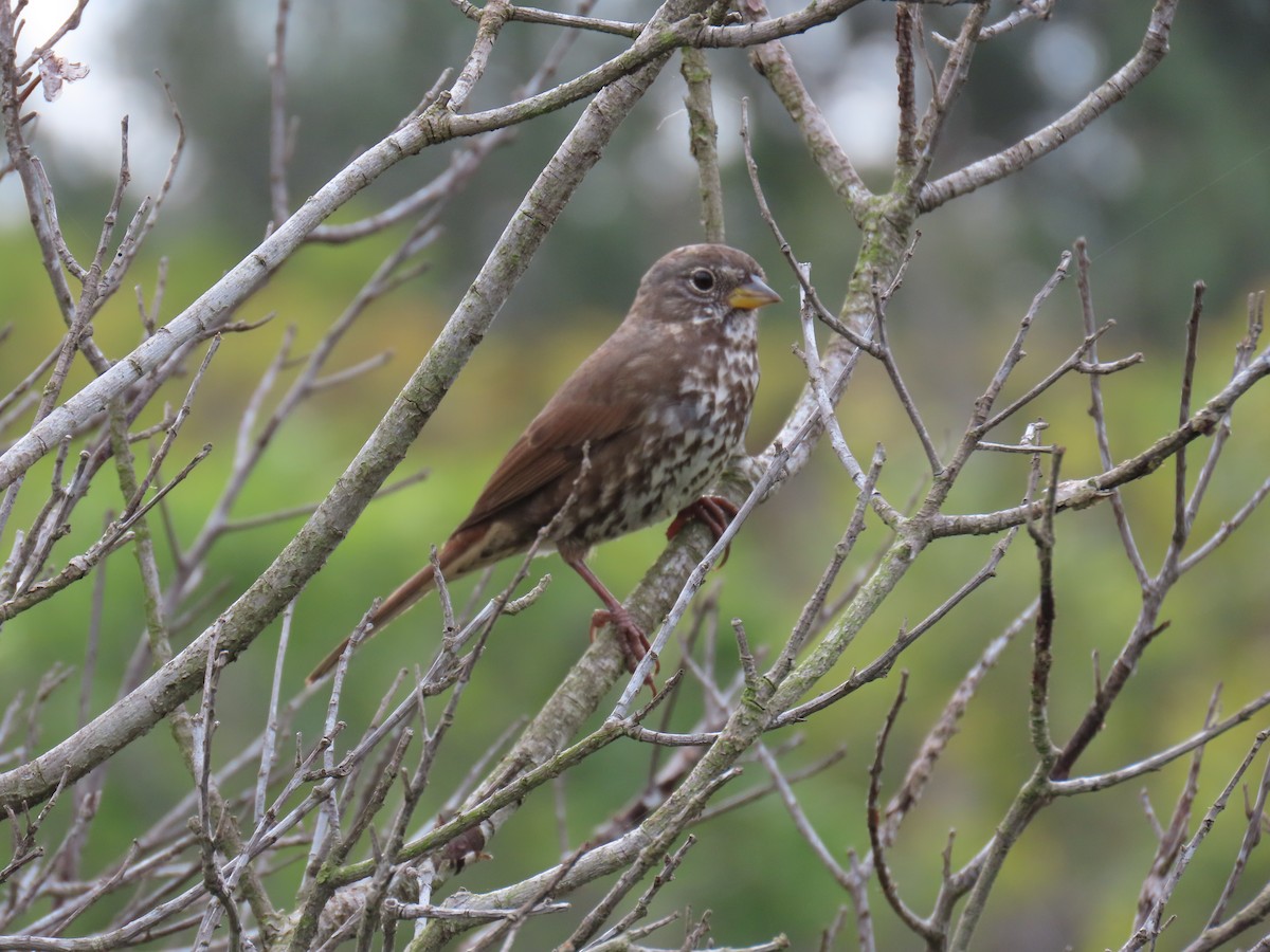 Fox Sparrow - ML614959004