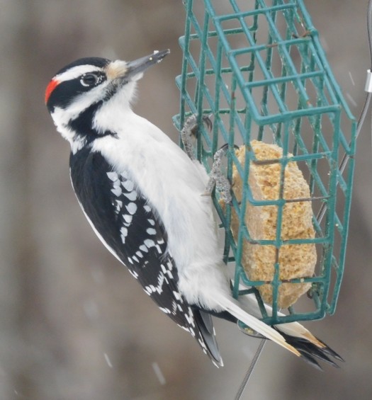 Hairy Woodpecker - ML614959015
