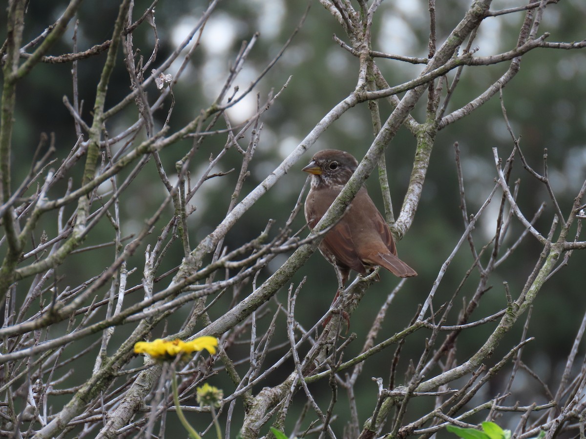 Fox Sparrow - ML614959018