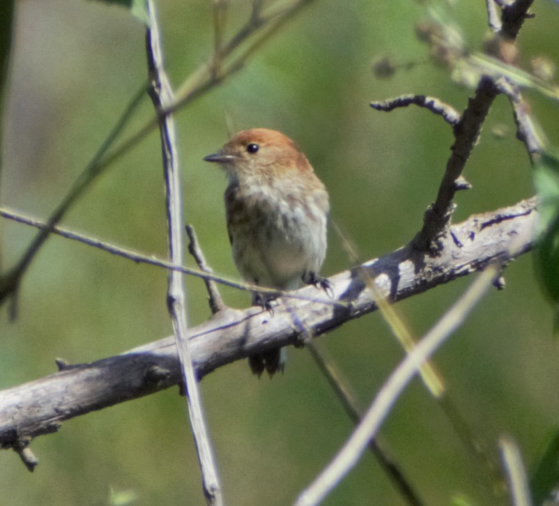 Bran-colored Flycatcher - ML614959026