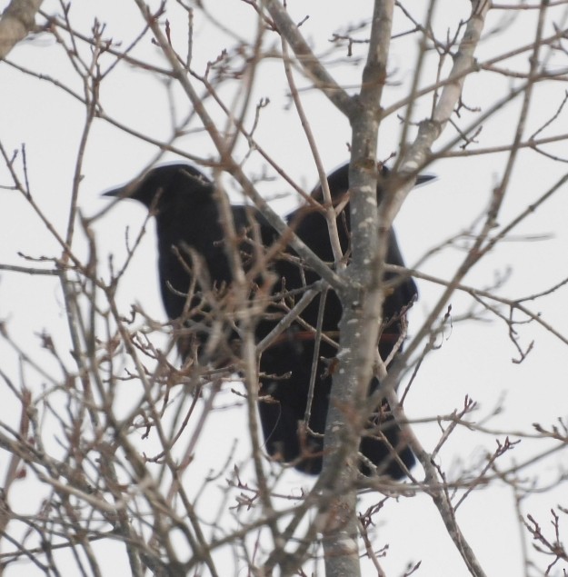 American Crow - ML614959029