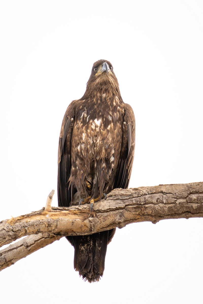 Bald Eagle - ML614959039