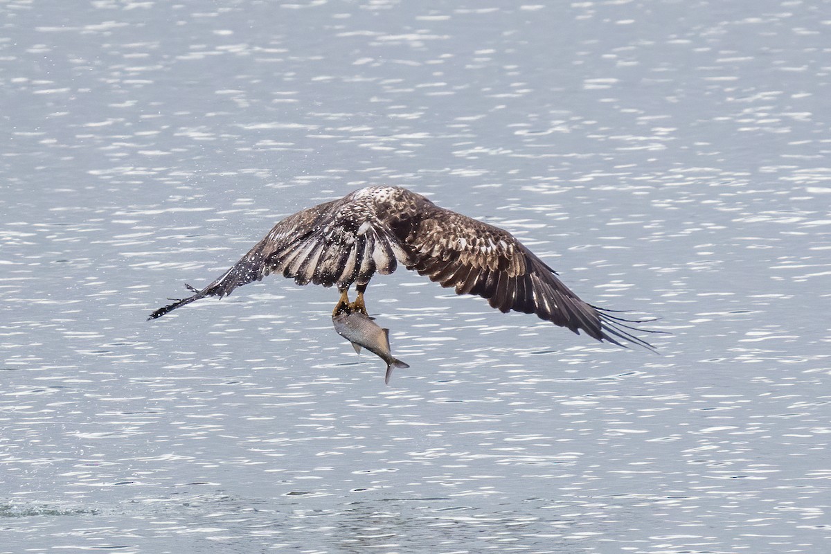 Weißkopf-Seeadler - ML614959041