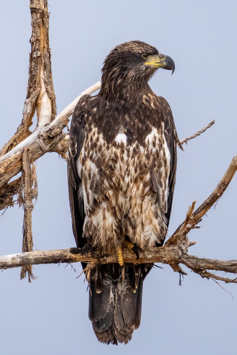 Weißkopf-Seeadler - ML614959043