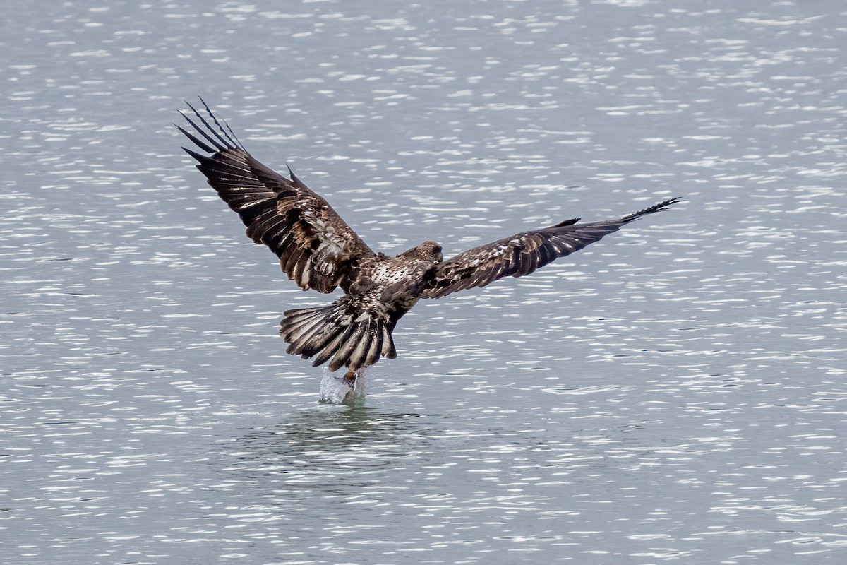 Bald Eagle - ML614959044