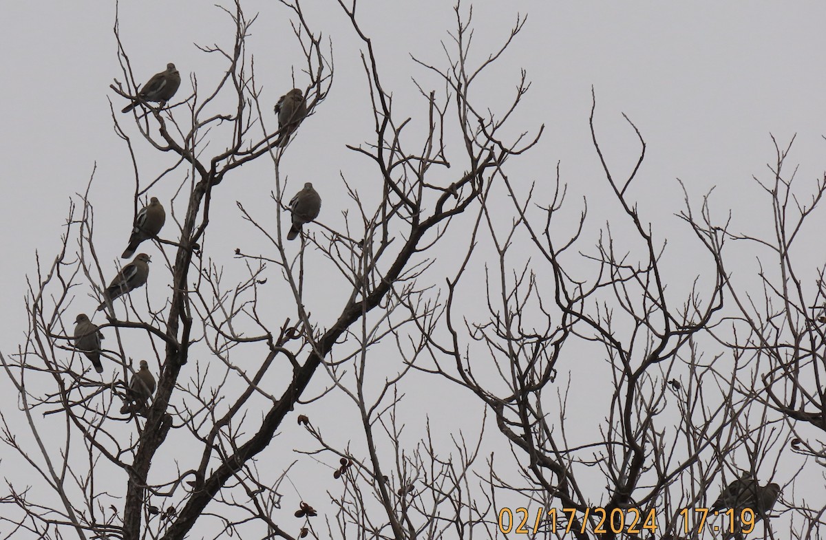 White-winged Dove - ML614959046