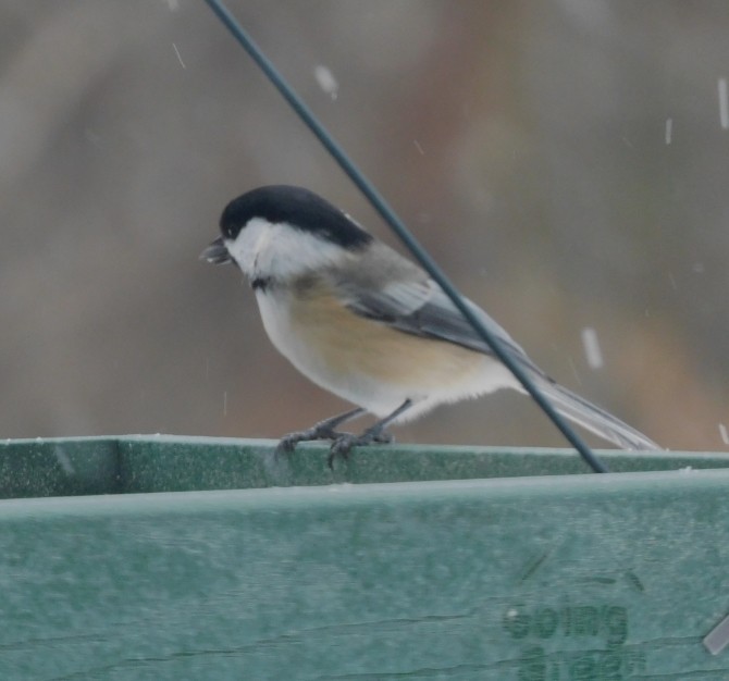 Black-capped Chickadee - ML614959051