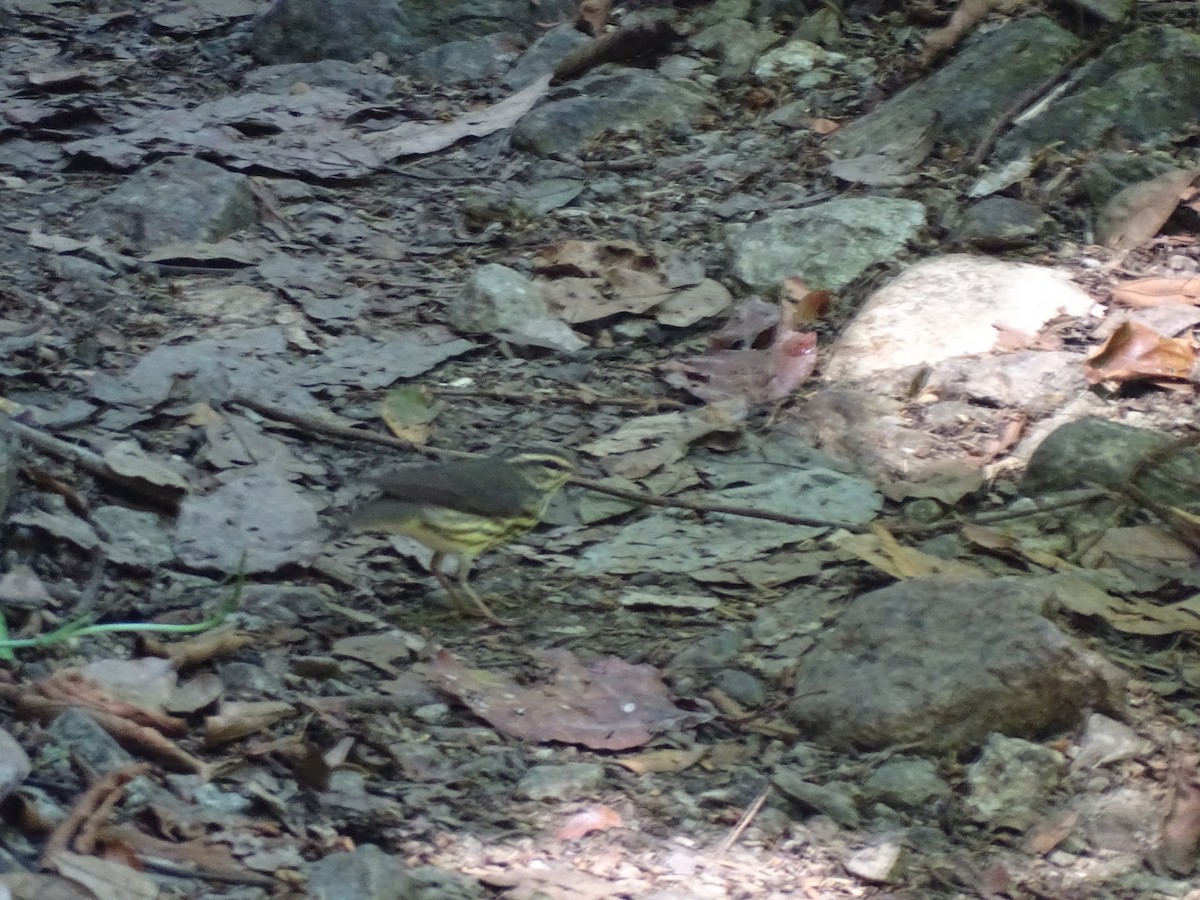 Northern Waterthrush - John Maniscalco