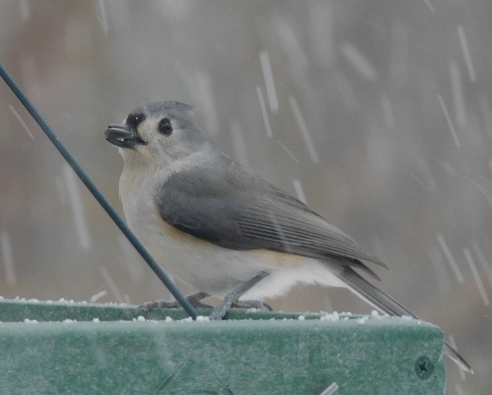Tufted Titmouse - ML614959059