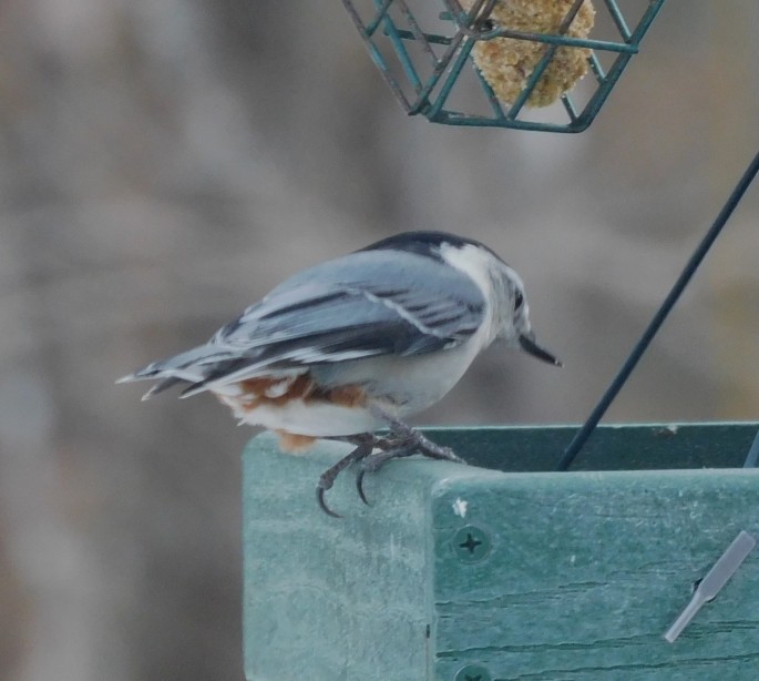 White-breasted Nuthatch - ML614959069