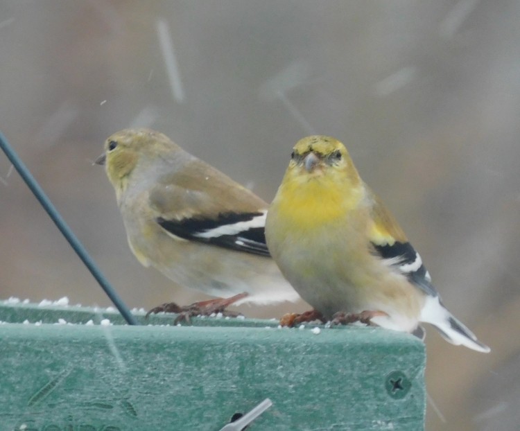 American Goldfinch - ML614959077