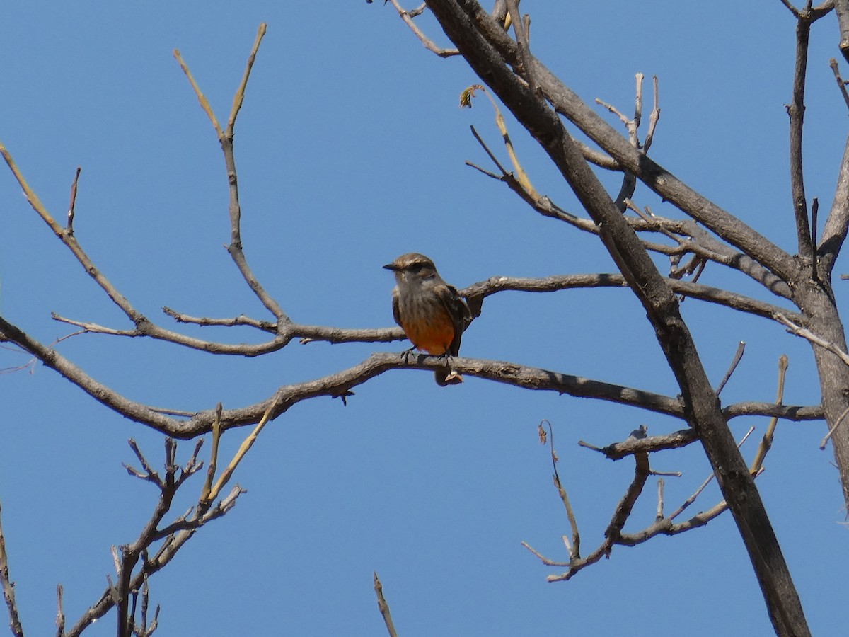 Vermilion Flycatcher - ML614959080