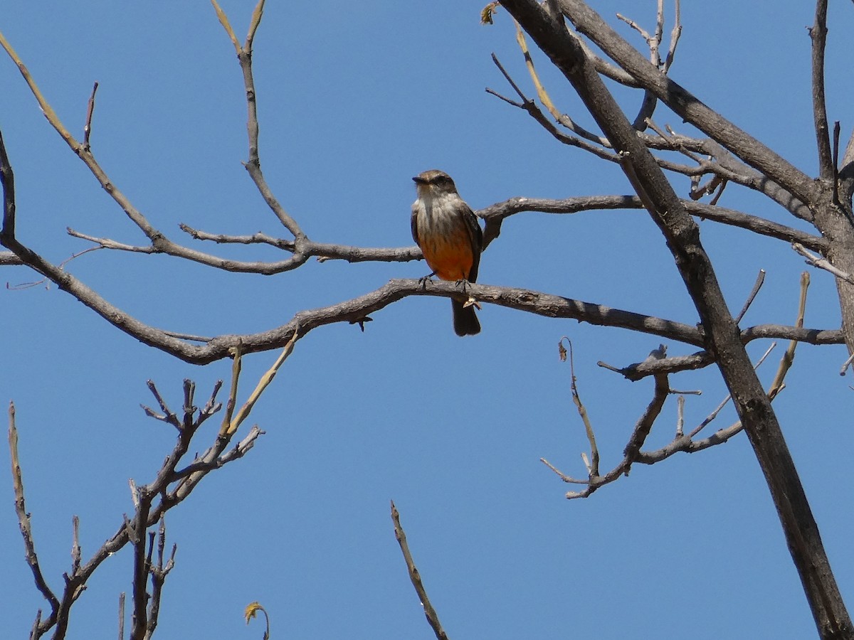 Vermilion Flycatcher - ML614959081