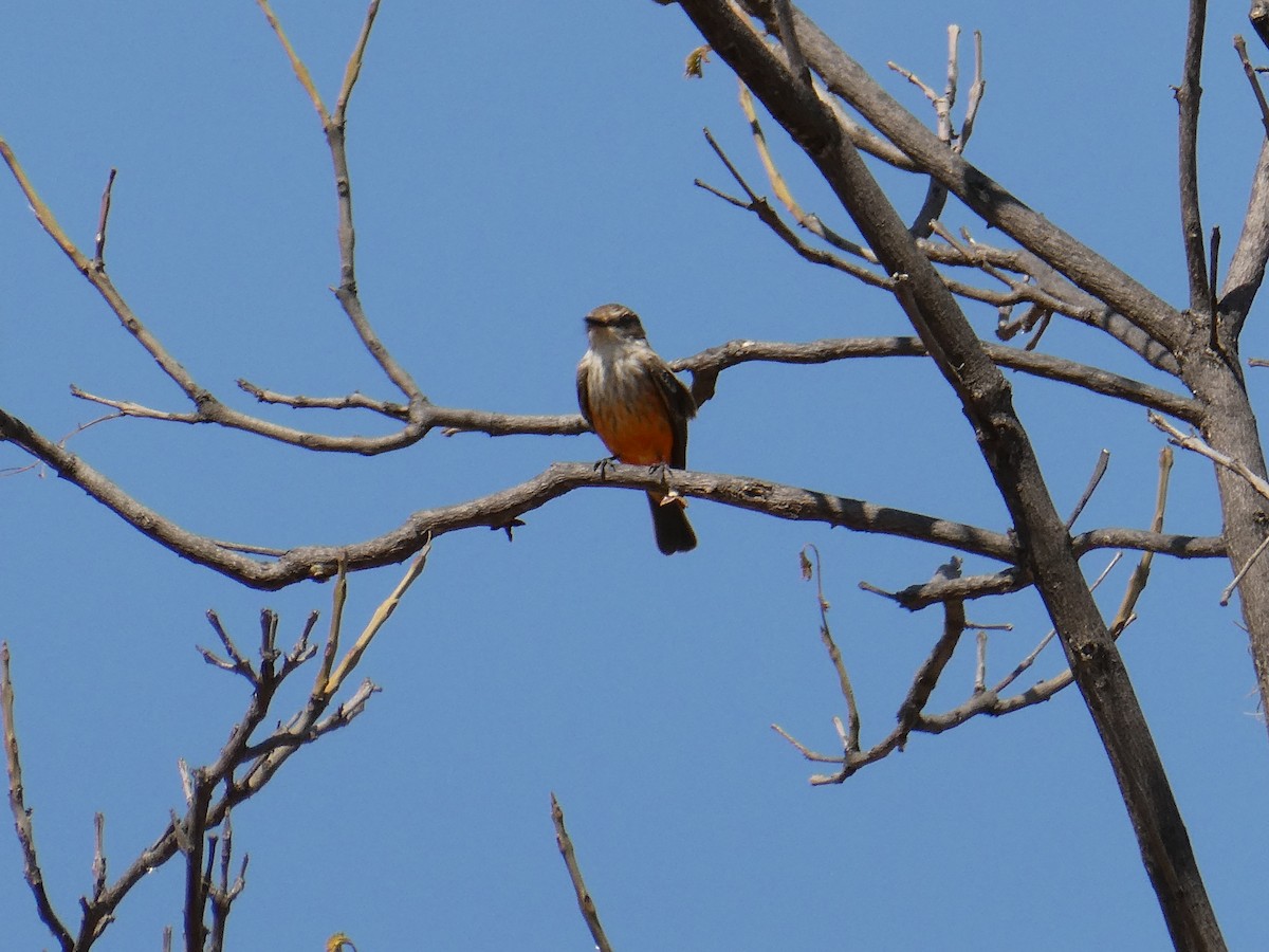 Vermilion Flycatcher - ML614959082