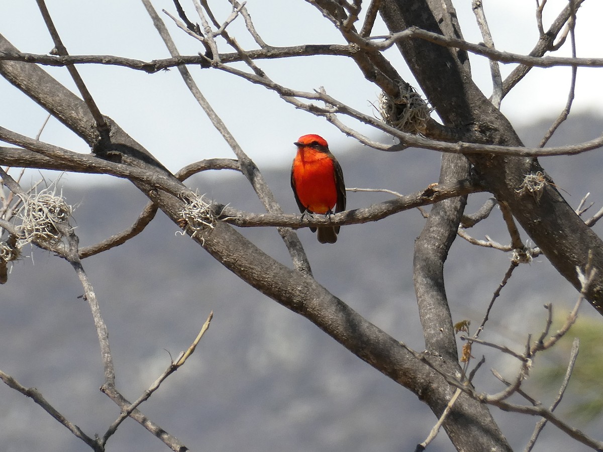 Vermilion Flycatcher - ML614959083