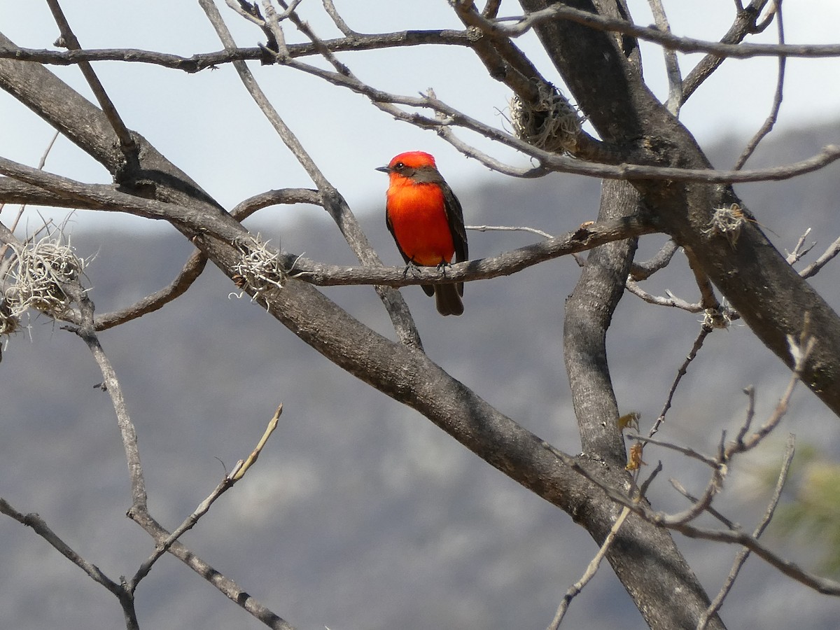 Vermilion Flycatcher - ML614959084