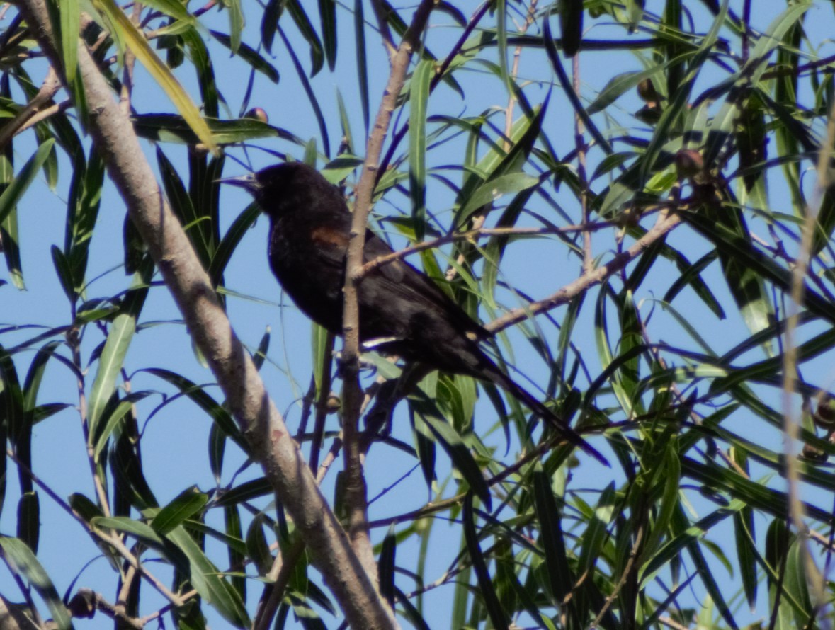 Variable Oriole - ML614959085