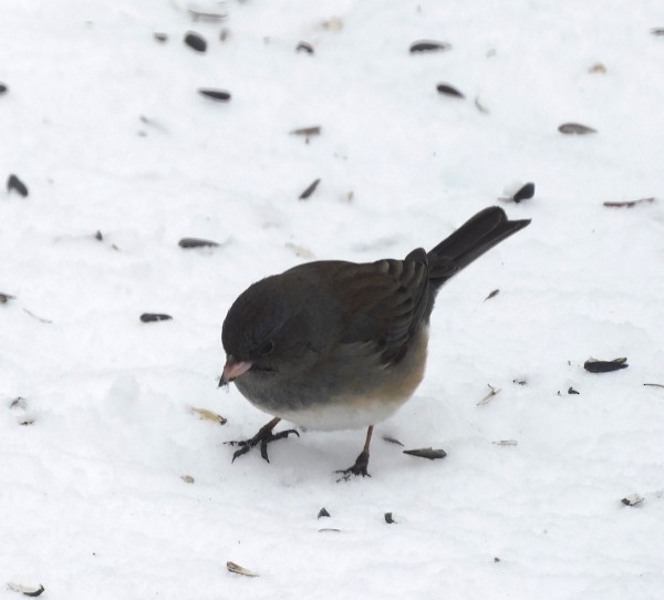 Dark-eyed Junco - ML614959091