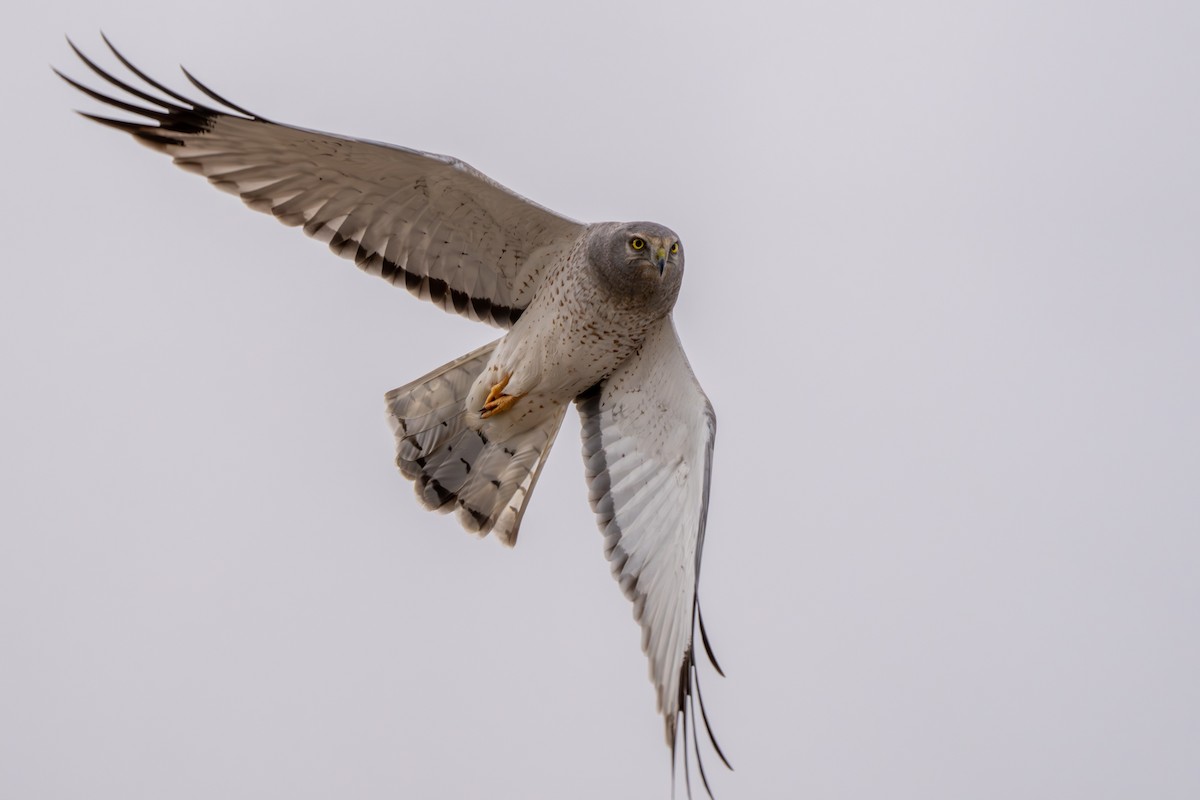 Northern Harrier - Debbie Tubridy