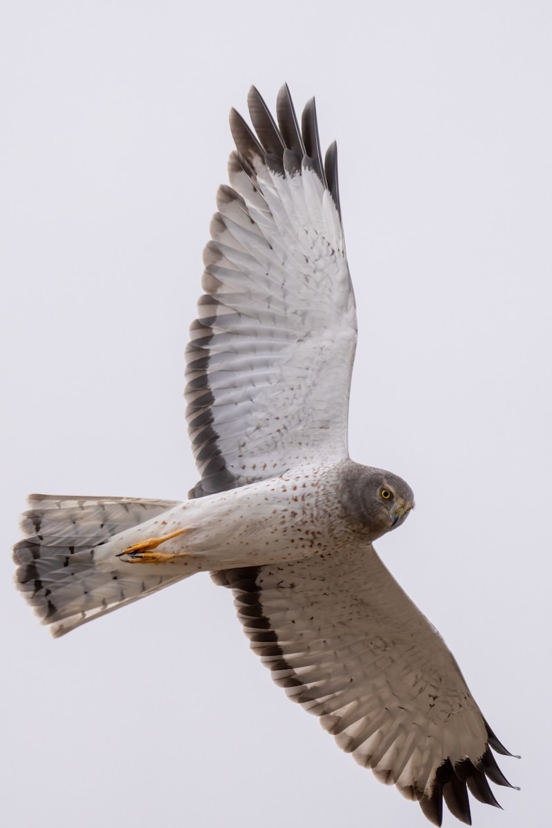 Northern Harrier - Debbie Tubridy