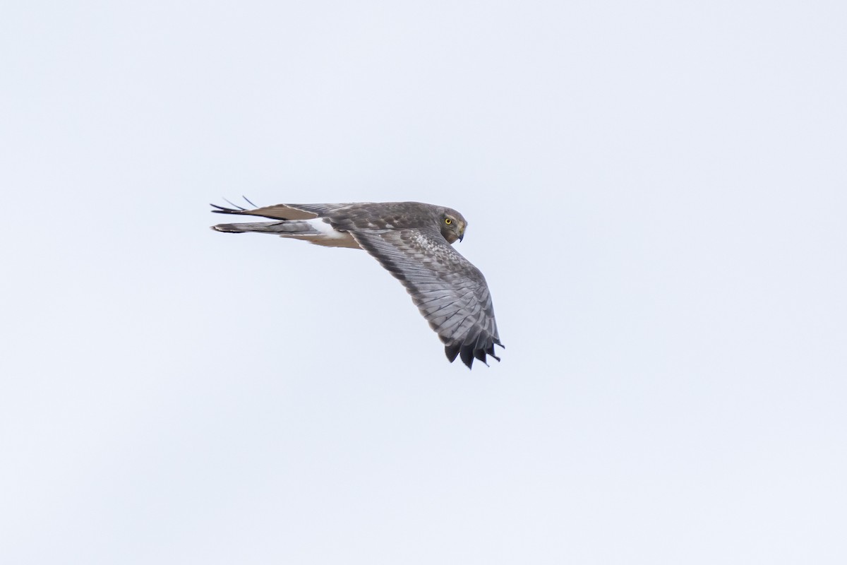 Northern Harrier - Debbie Tubridy