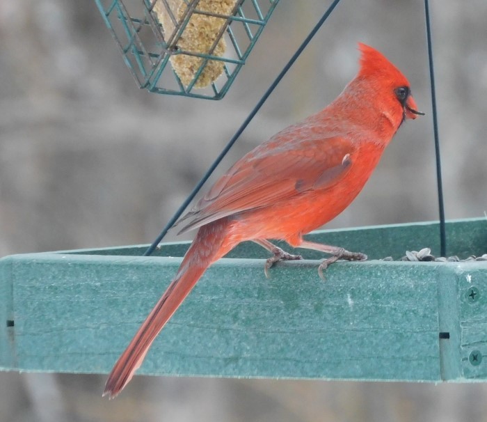 Northern Cardinal - ML614959101