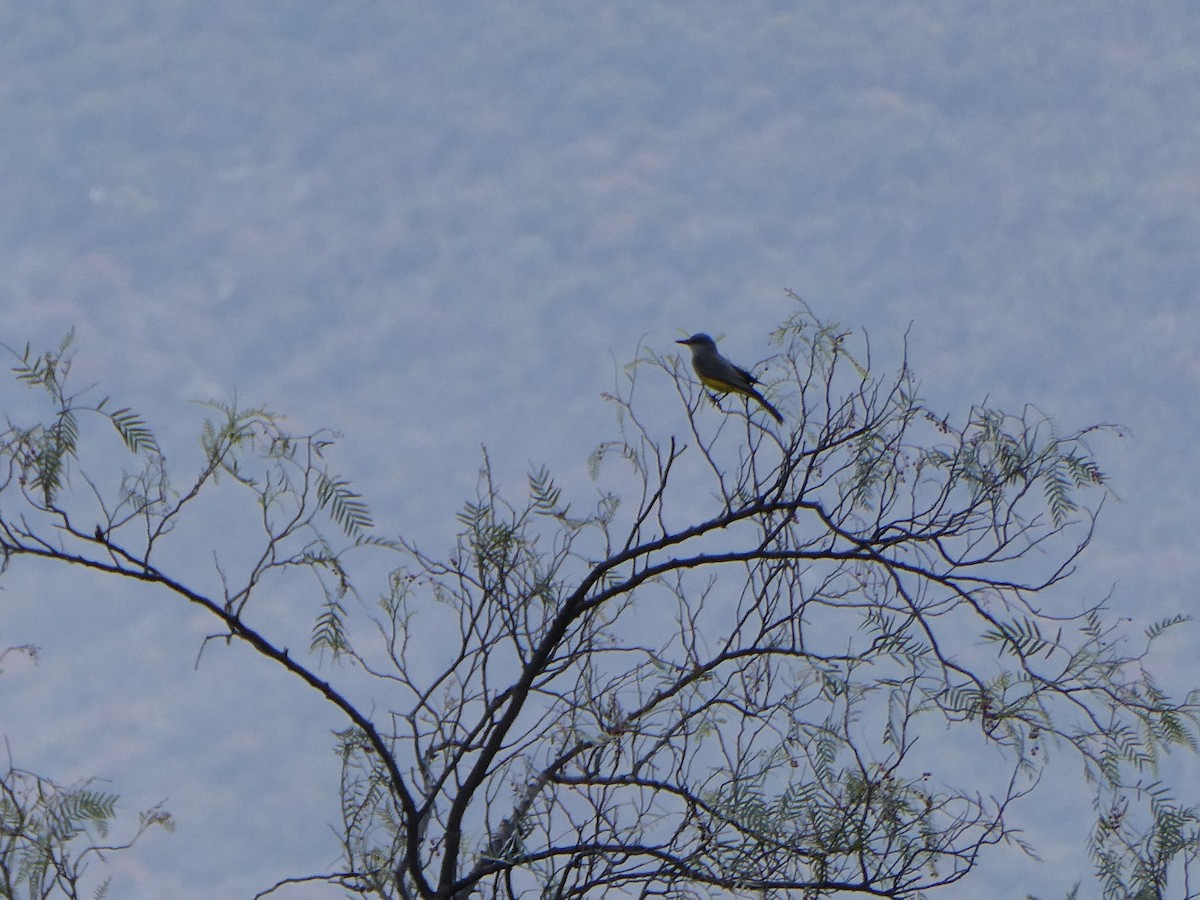 Tropical Kingbird - ML614959107