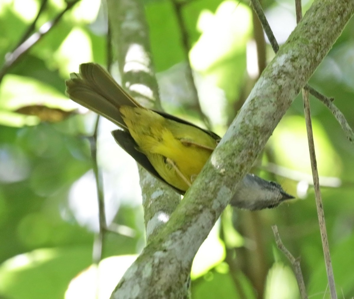 Gray-throated Warbler - ML614959137