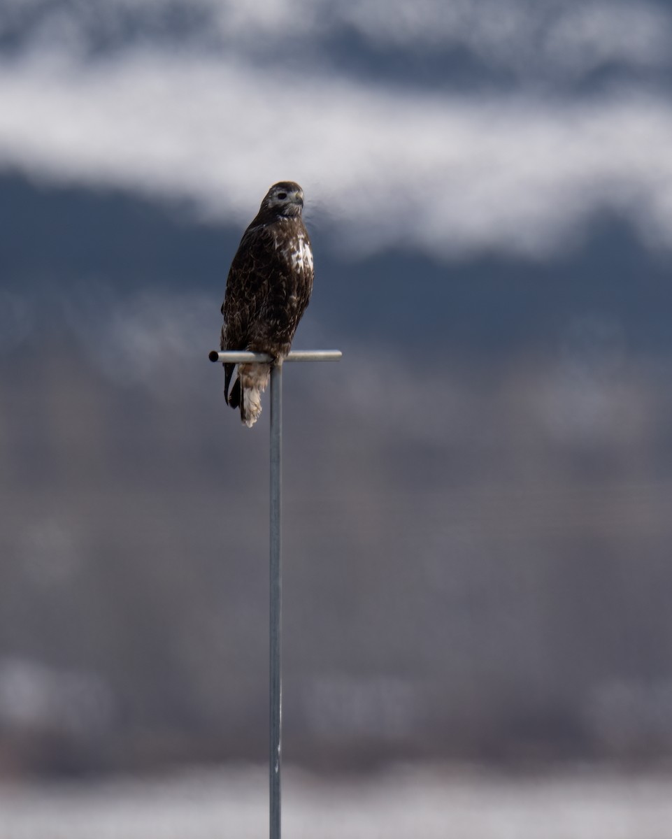 Red-tailed Hawk (Harlan's) - John Davis