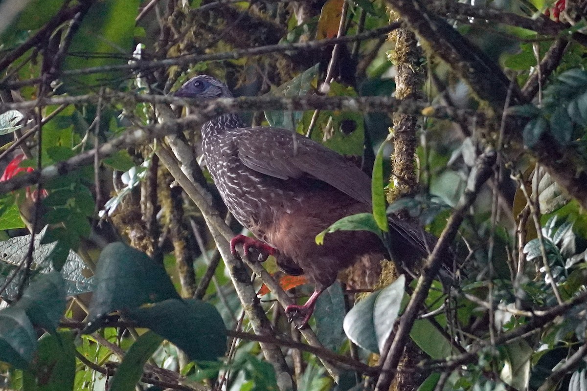 Andean Guan - ML614959325